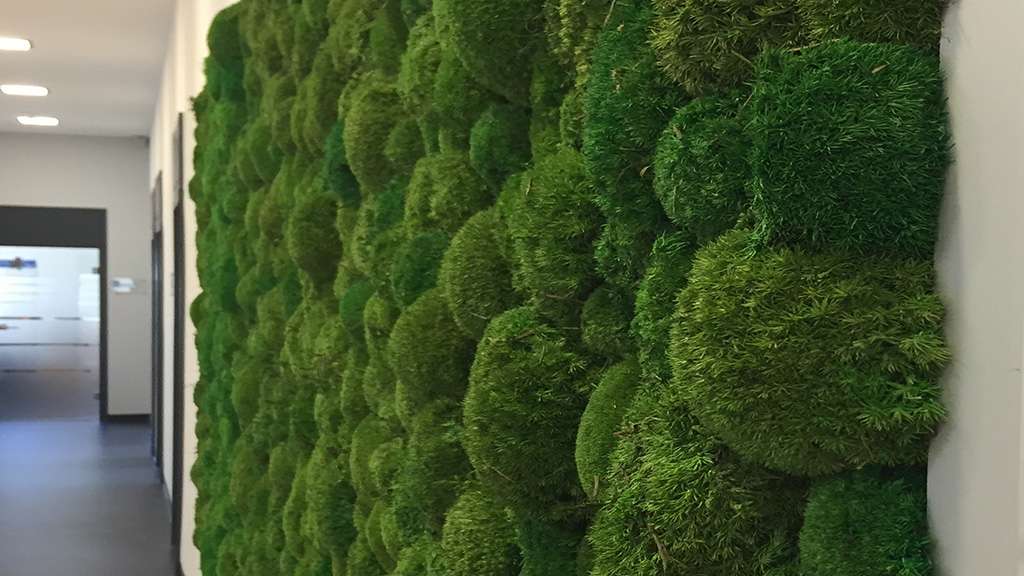 Baum & Raum Innenraumbegrünung Leipzig